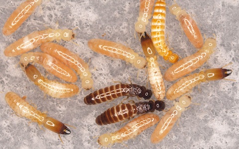 Colonias de termitas, plagas de la madera, formada exclusivamente por hembras